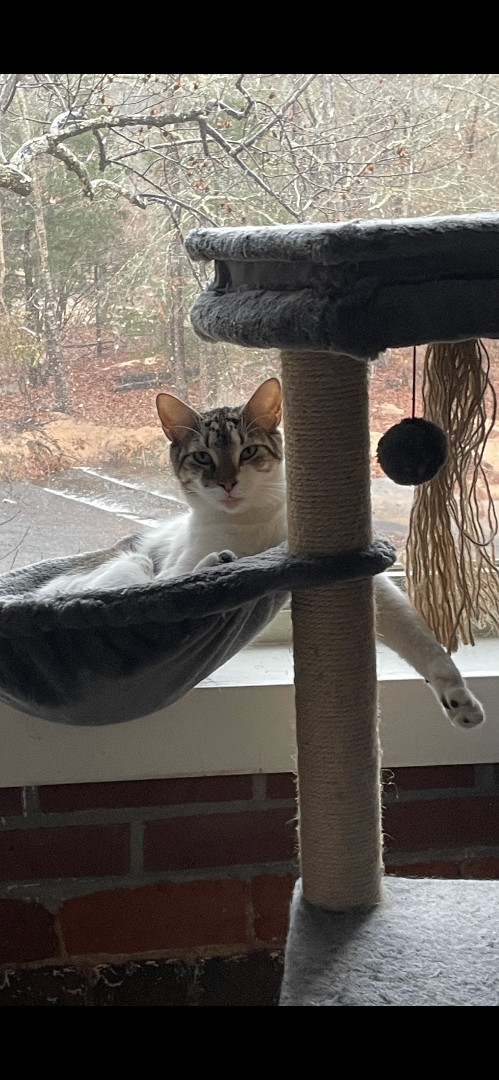 Zippy, a Adoptable Domestic Short Hair in Fountain Inn, SC image 3/6