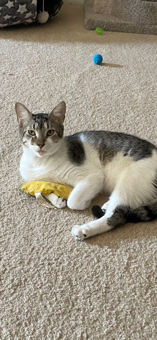 Zippy, a Adoptable Domestic Short Hair in Fountain Inn, SC image 4/6