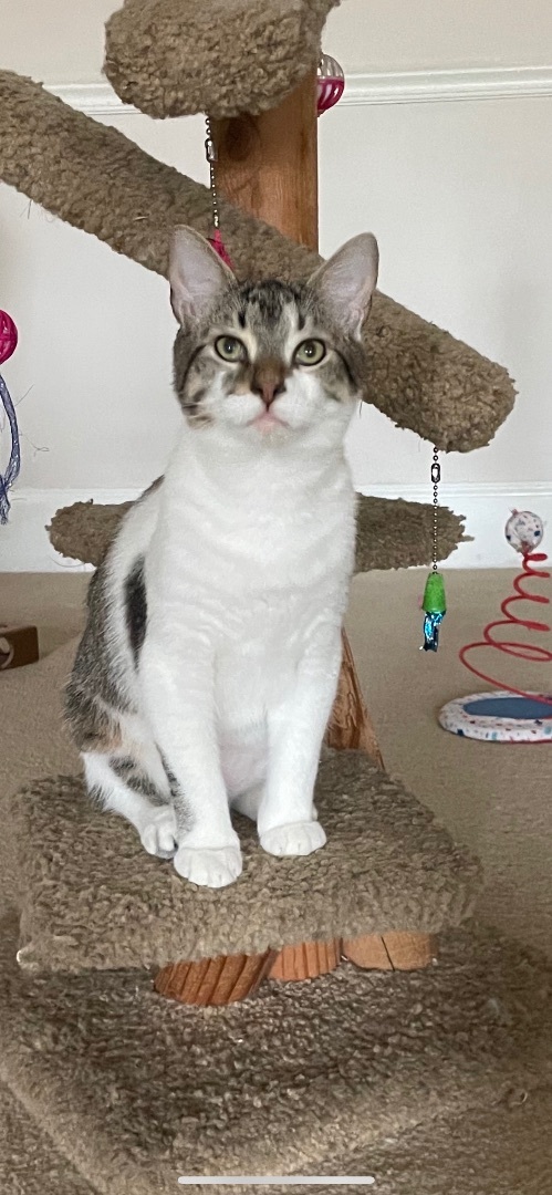 Zippy, a Adoptable Domestic Short Hair in Fountain Inn, SC image 5/6