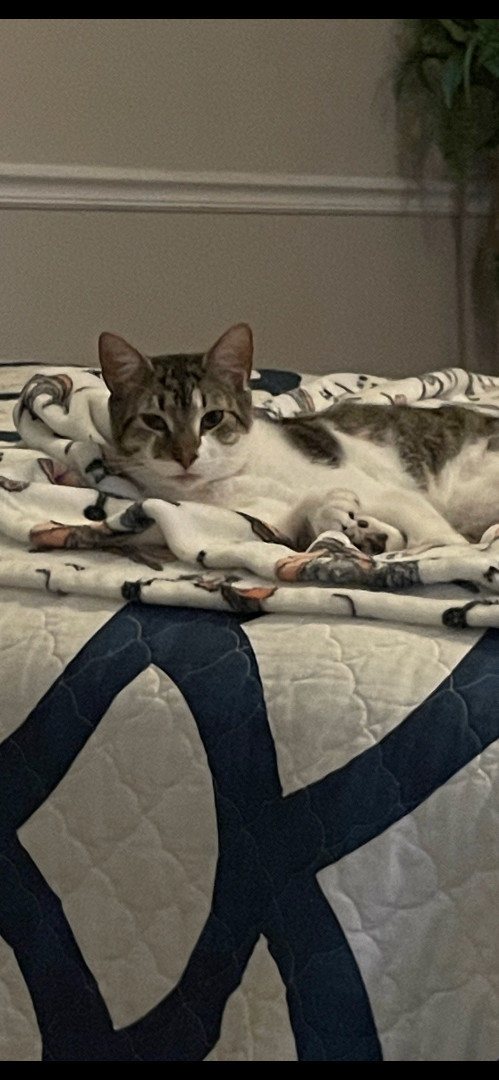 Zippy, a Adoptable Domestic Short Hair in Fountain Inn, SC image 6/6