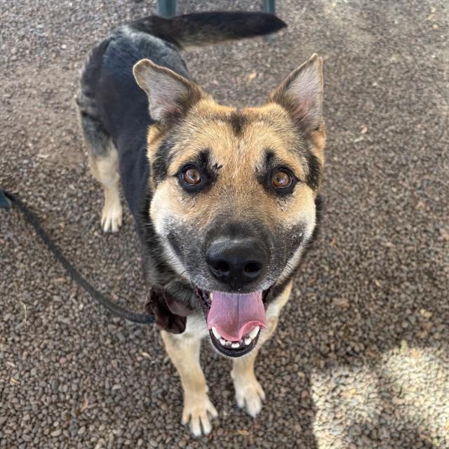 SAILOR, Adoptable, Adult Male German Shepherd Dog & Mixed Breed.