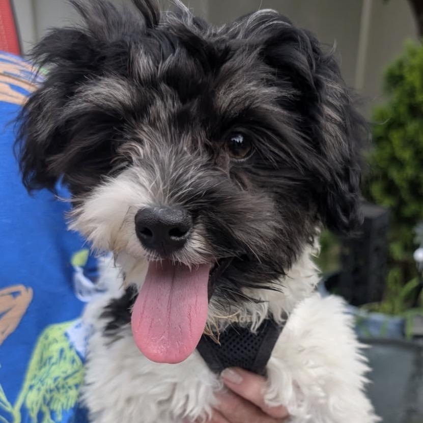 Crozbie Nix, adopted, Puppy Male Shih Tzu & Maltese.