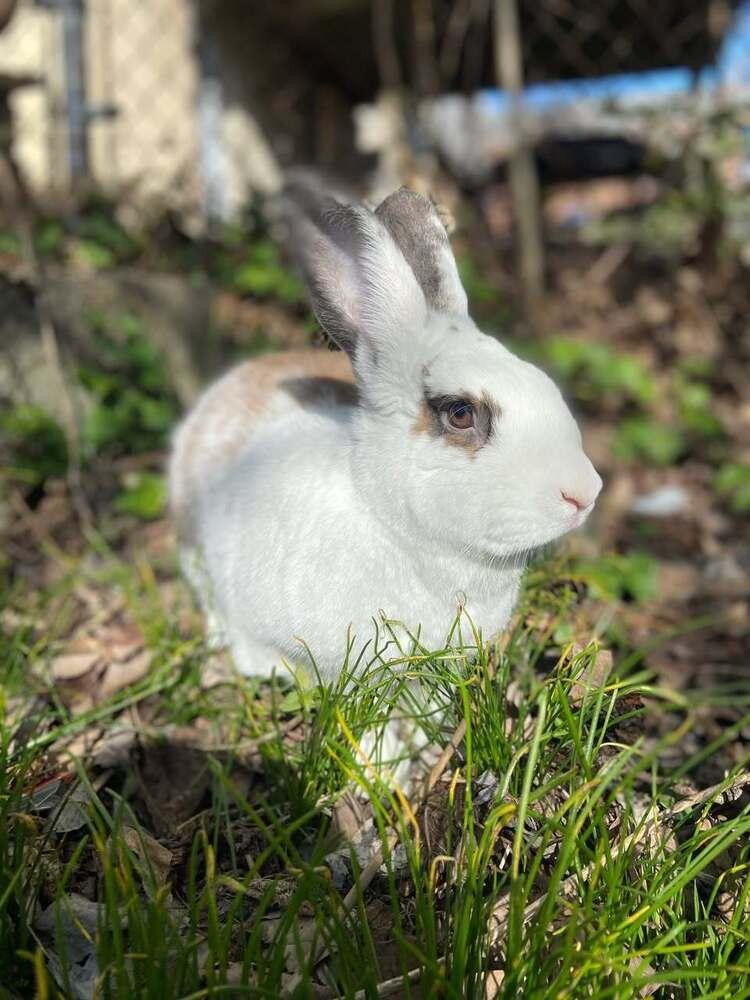 Fluffy, Adoptable, Adult Female Bunny Rabbit.