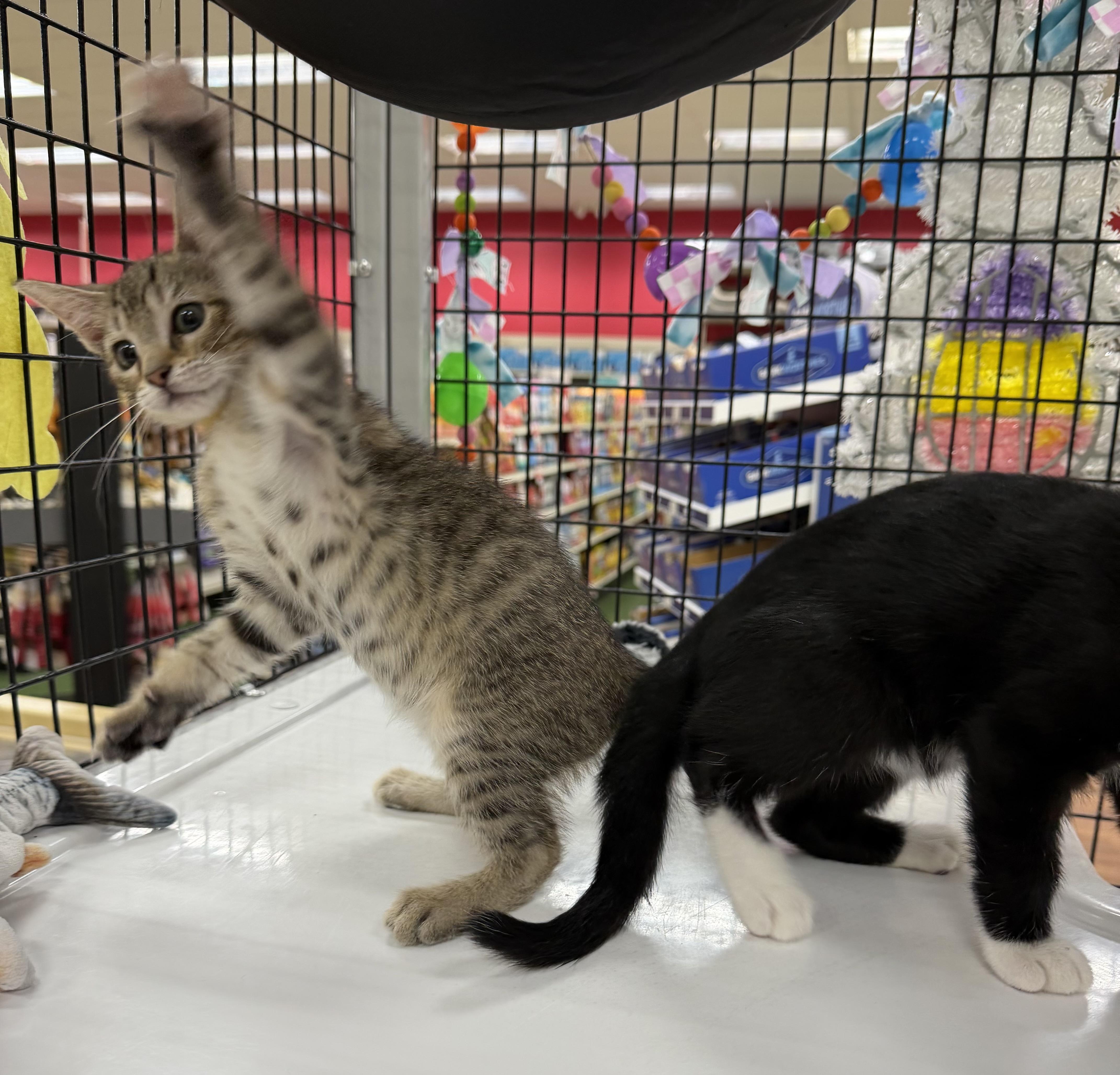 Glenda, a ADOPTABLE Tabby in Tavares, FL image 4/6