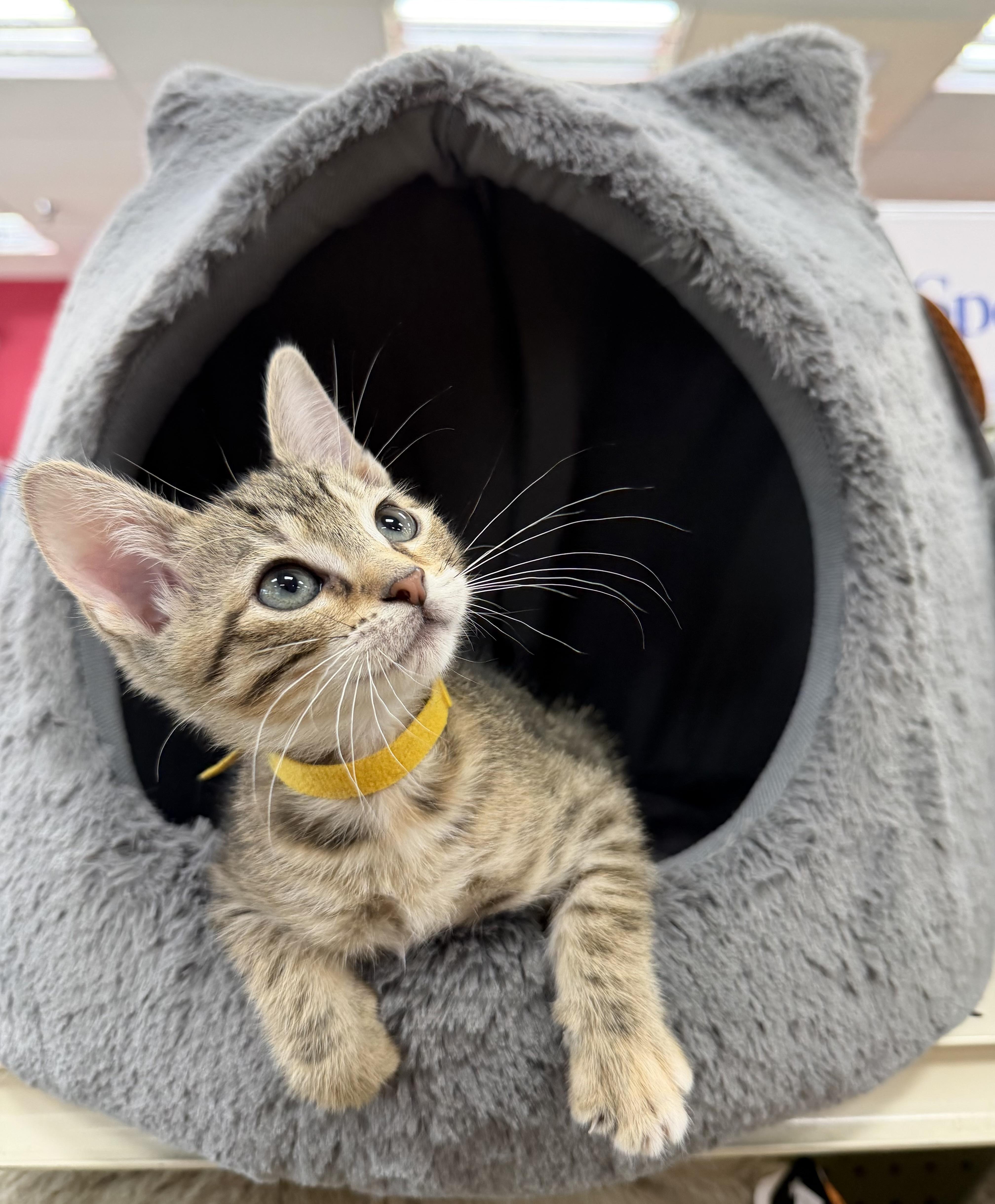 Glenda, a ADOPTABLE Tabby in Tavares, FL image 5/6