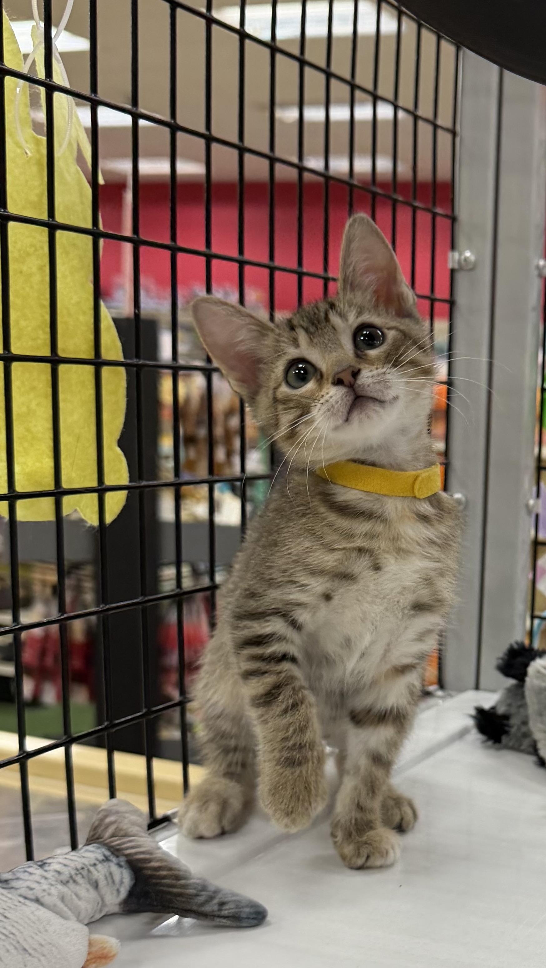 Glenda, a ADOPTABLE Tabby in Tavares, FL image 3/6