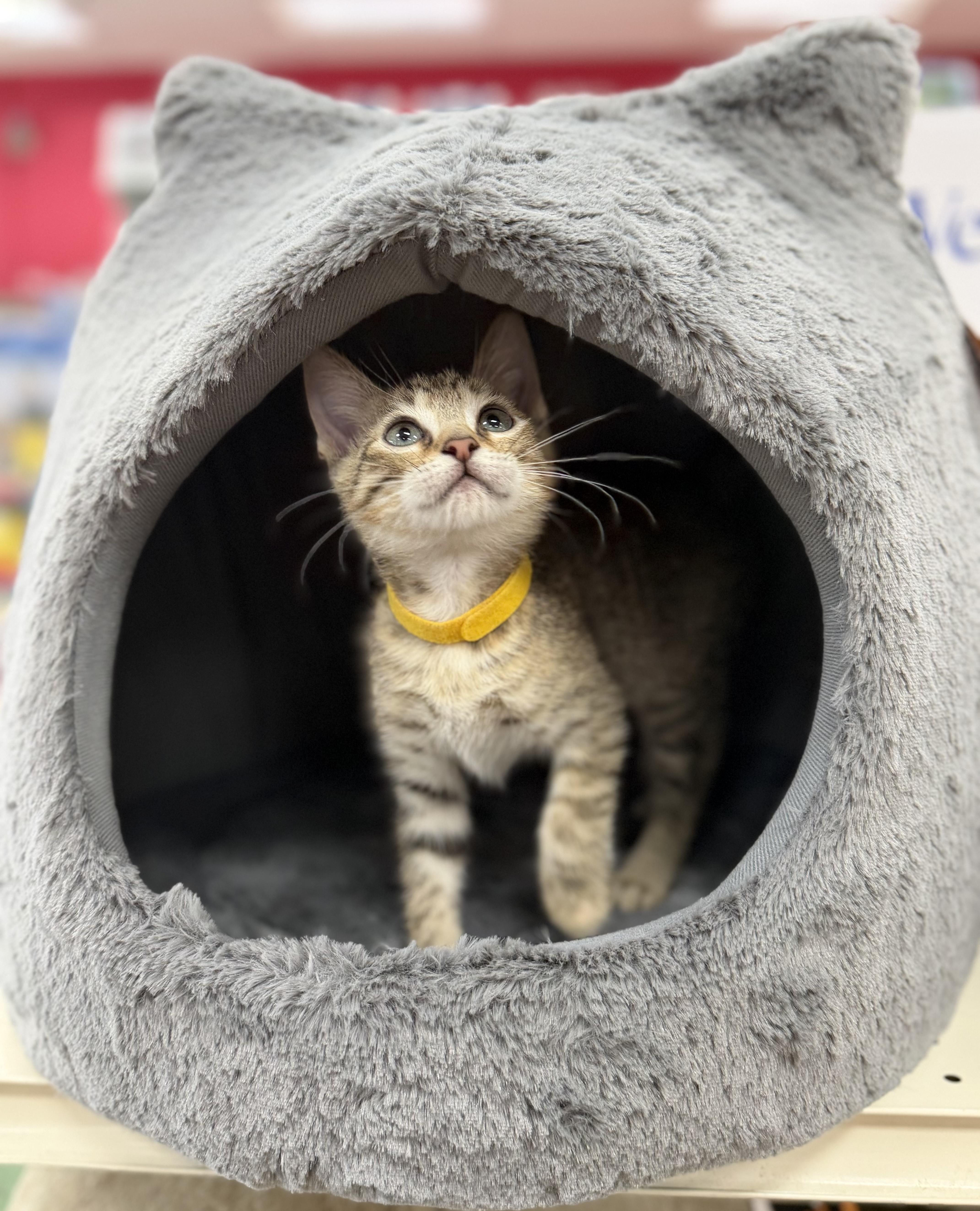 Glenda, a ADOPTABLE Tabby in Tavares, FL image 2/6