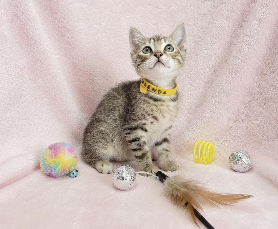 Glenda, ADOPTABLE, Kitten Female Tabby.
