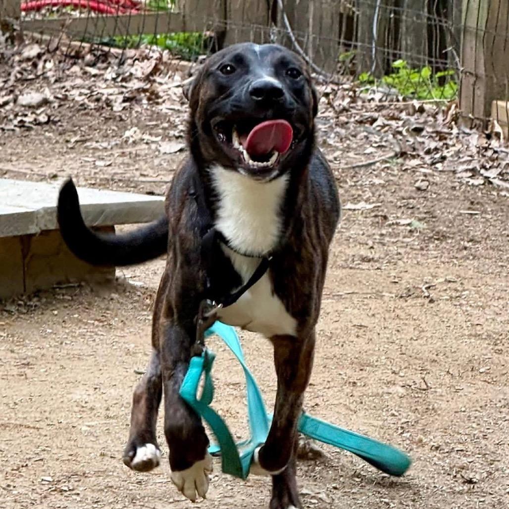 Byson, Adoptable, Adult Male Pit Bull Terrier.