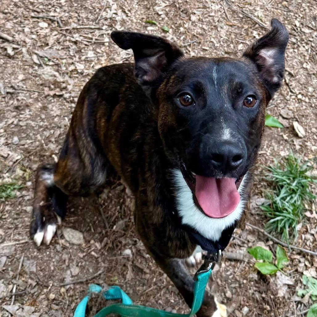 Enlarge Byson, a Adoptable Pit Bull Terrier in West Chester, PA image 2/6