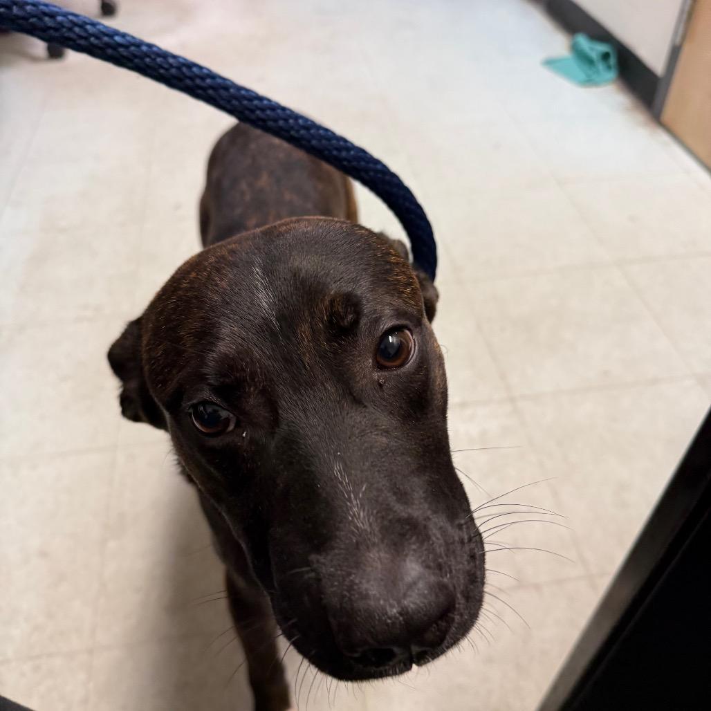 Enlarge Byson, a Adoptable Pit Bull Terrier in West Chester, PA image 4/6