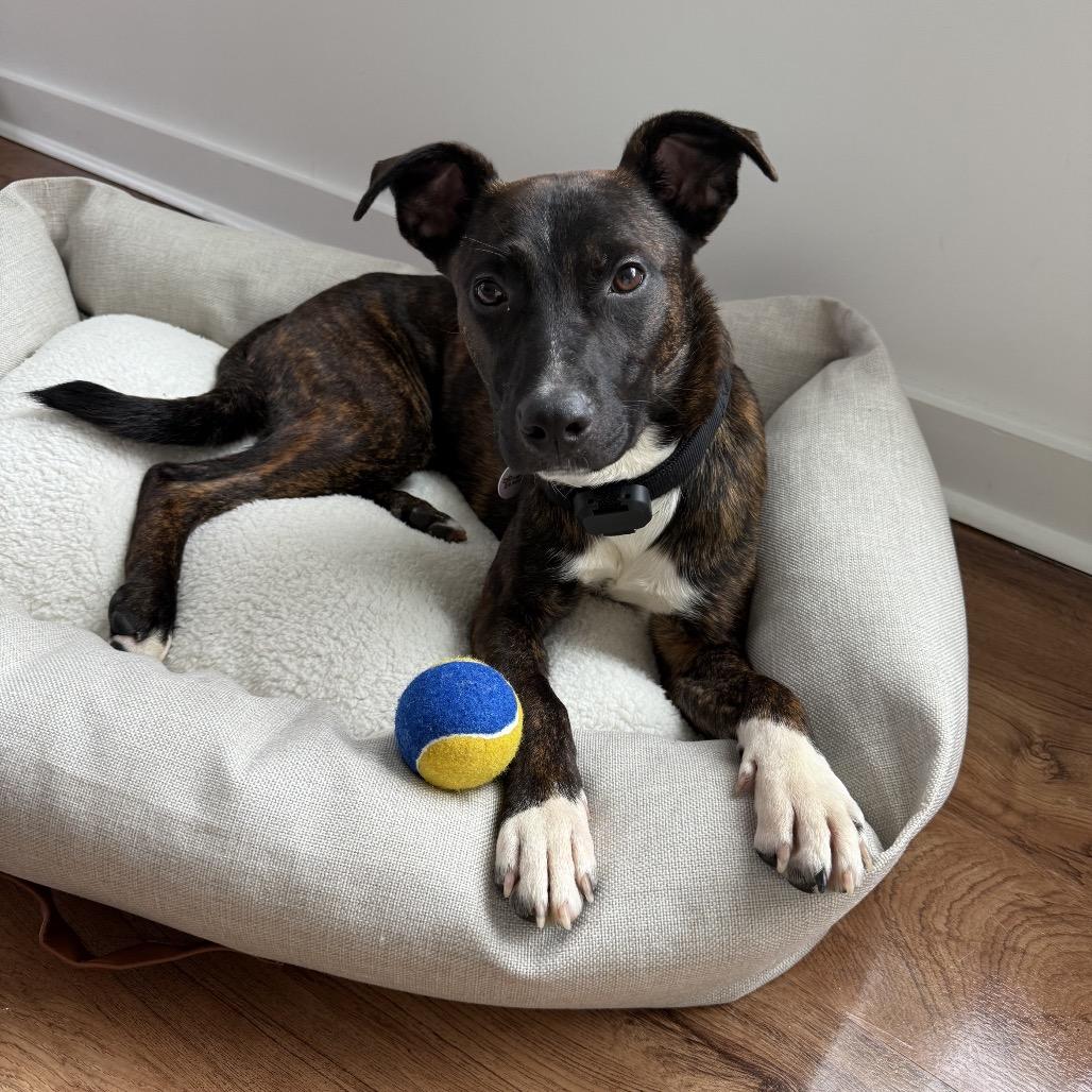 Byson, a Adoptable Pit Bull Terrier in West Chester, PA image 4/5