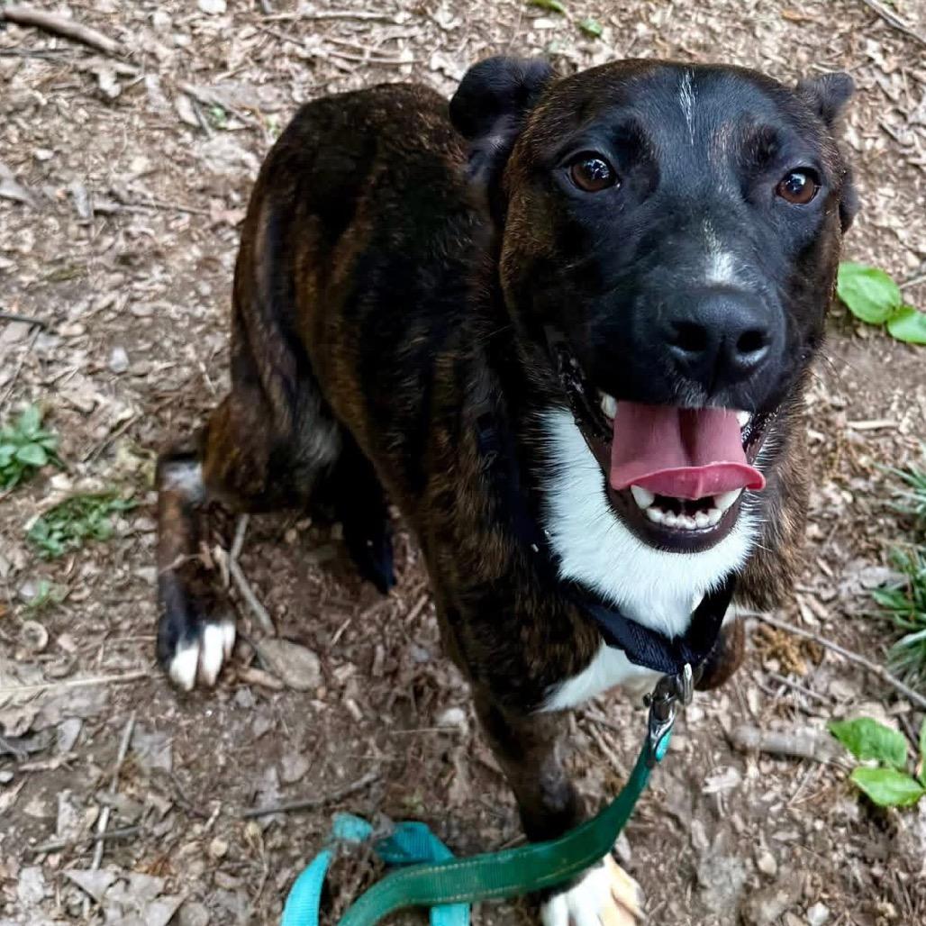 Enlarge Byson, a Adoptable Pit Bull Terrier in West Chester, PA image 5/6
