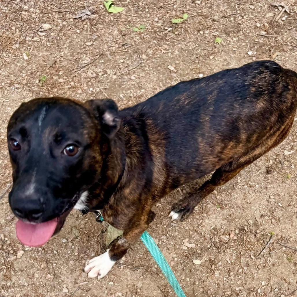 Enlarge Byson, a Adoptable Pit Bull Terrier in West Chester, PA image 6/6