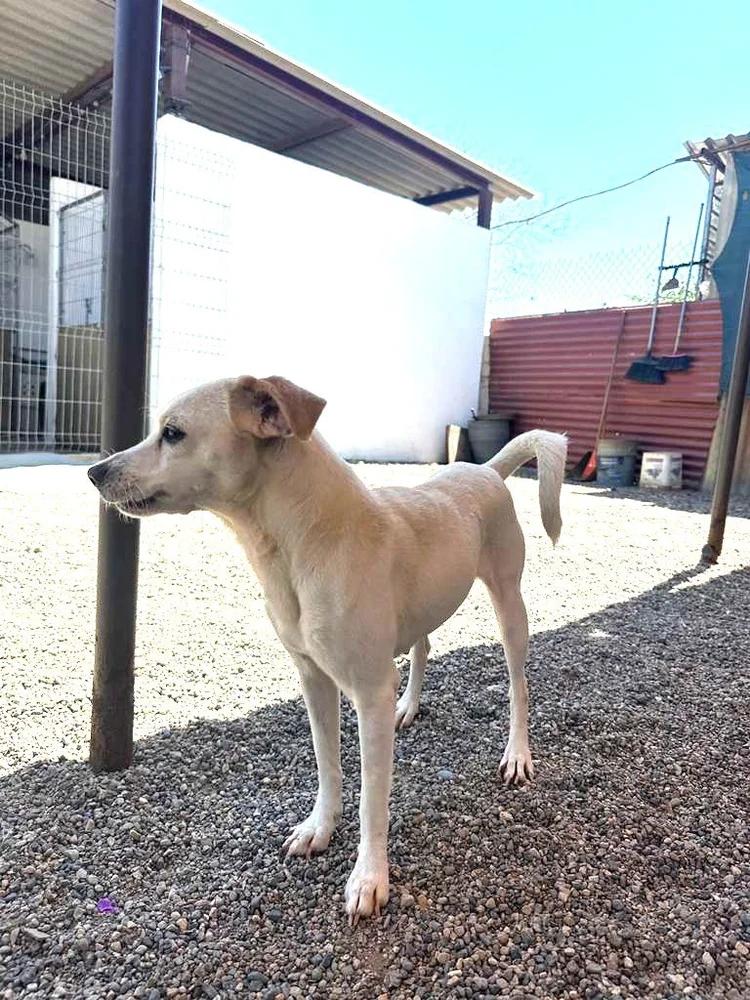 Enlarge Paloma, an adopted mixed breed in Toronto, ON image 6/6