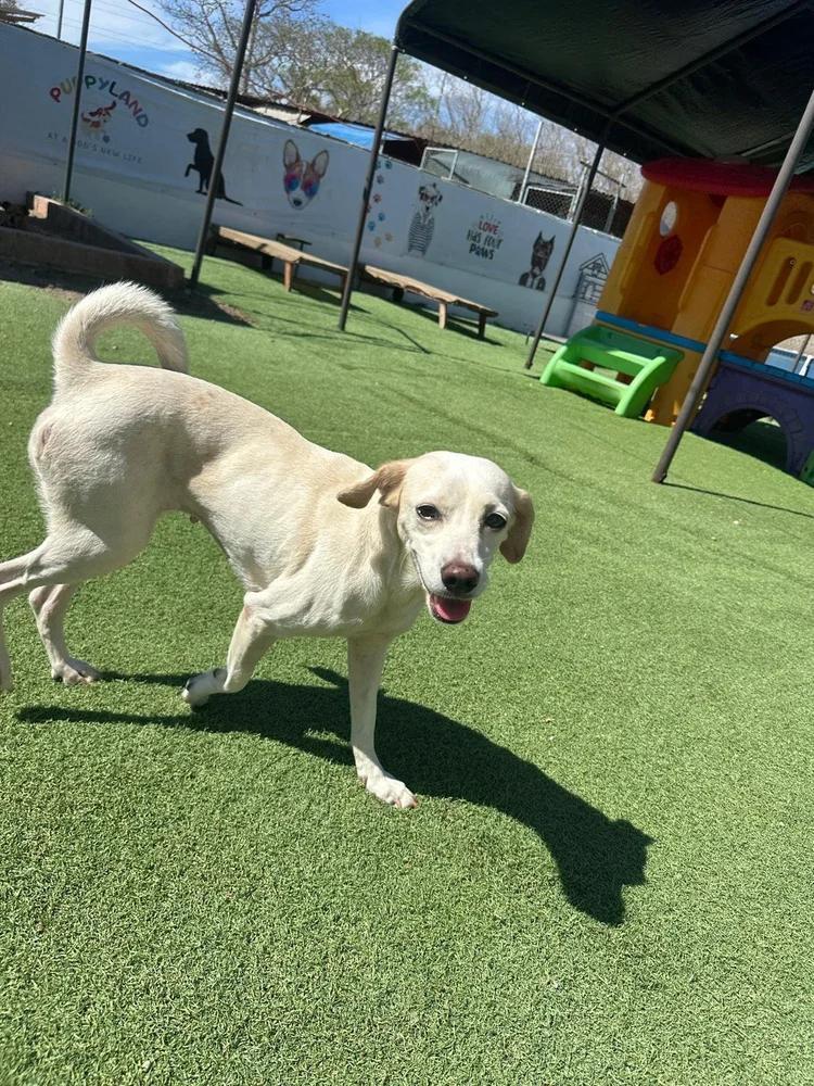 Enlarge Paloma, an adopted mixed breed in Toronto, ON image 4/6