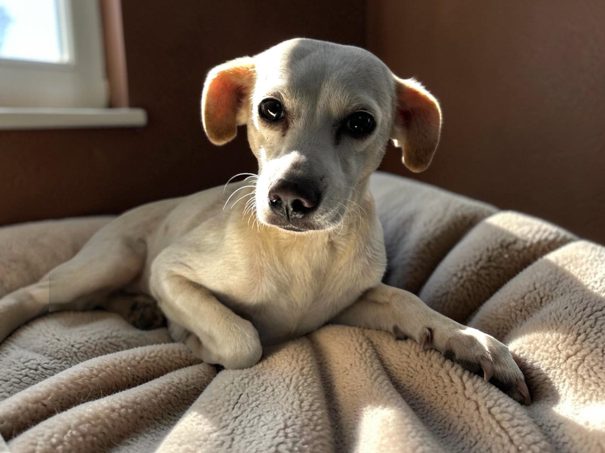 Enlarge Paloma, an adopted mixed breed in Toronto, ON image 3/6