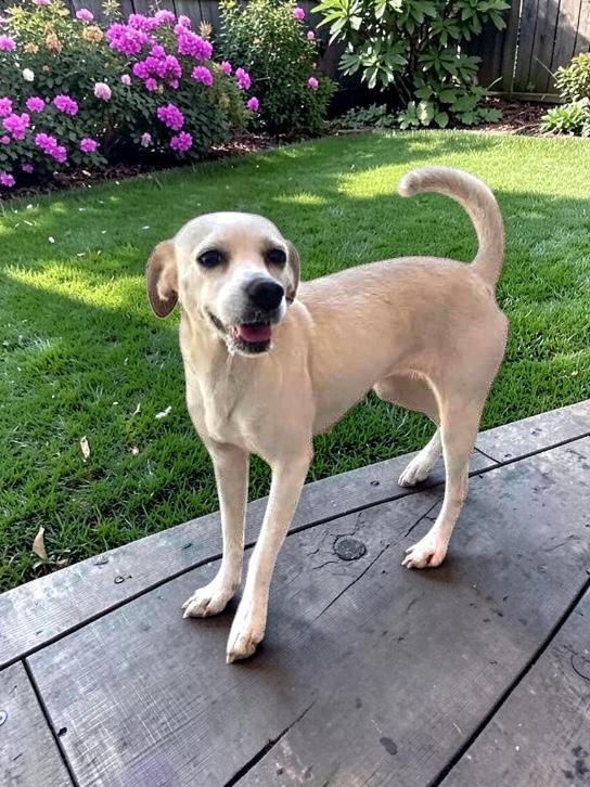 Paloma, adopted, Young Female Mixed Breed & Labrador Retriever.
