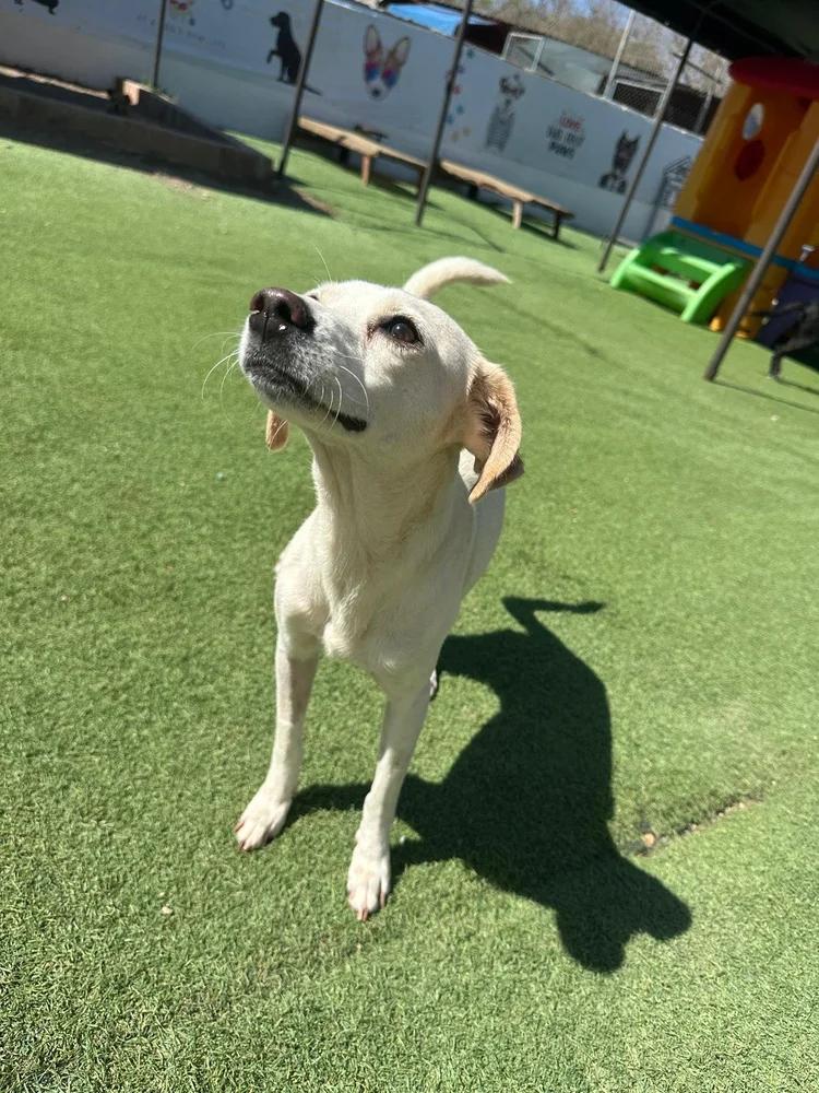 Enlarge Paloma, an adopted mixed breed in Toronto, ON image 2/6