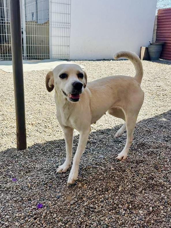 Enlarge Paloma, an adopted mixed breed in Toronto, ON image 5/6