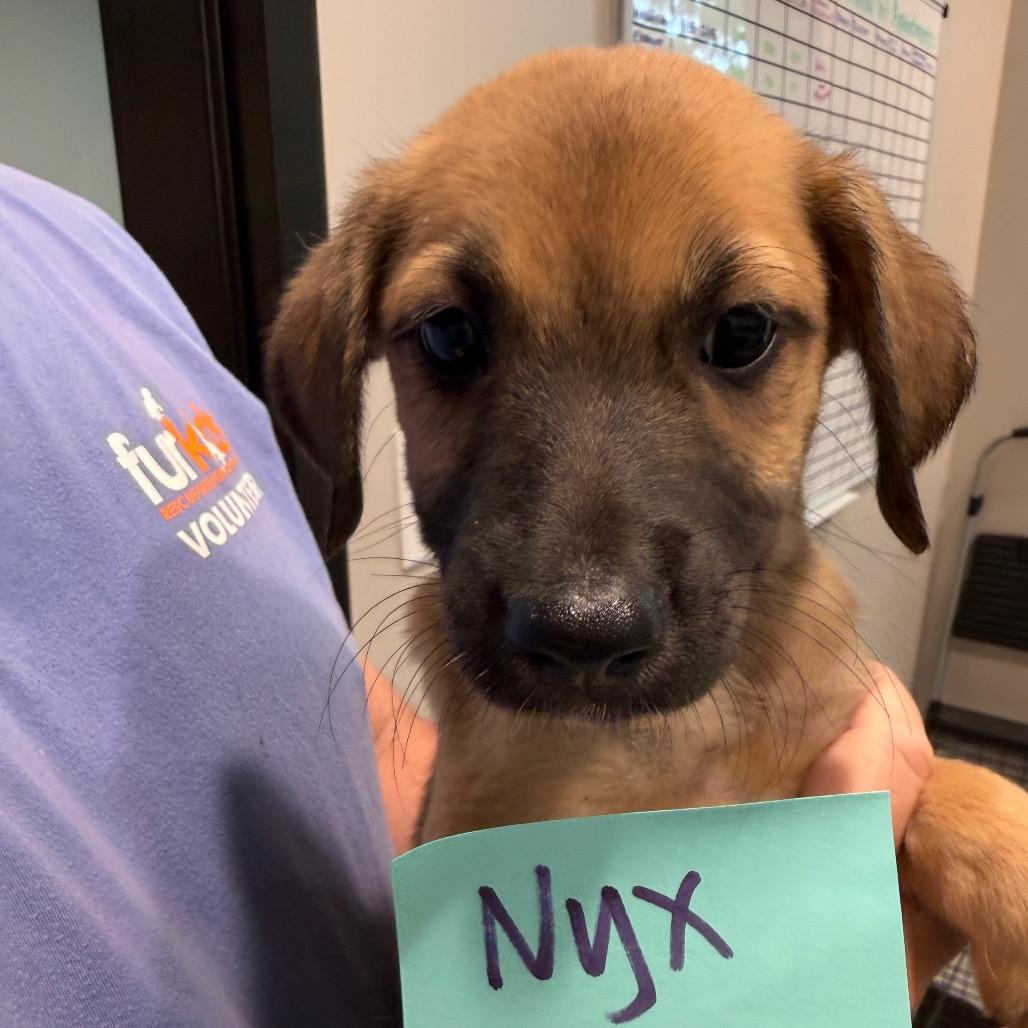 Nyx 22437, Adoptable, Puppy Male Basset Hound & Labrador Retriever.