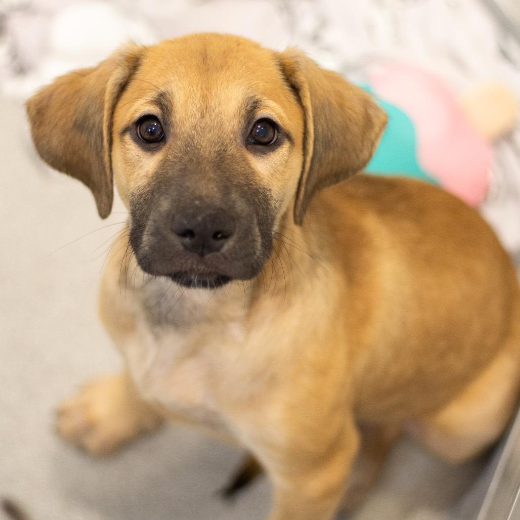 Enlarge Nyx 22437, a Adoptable mixed breed in Cumming, GA image 2/2