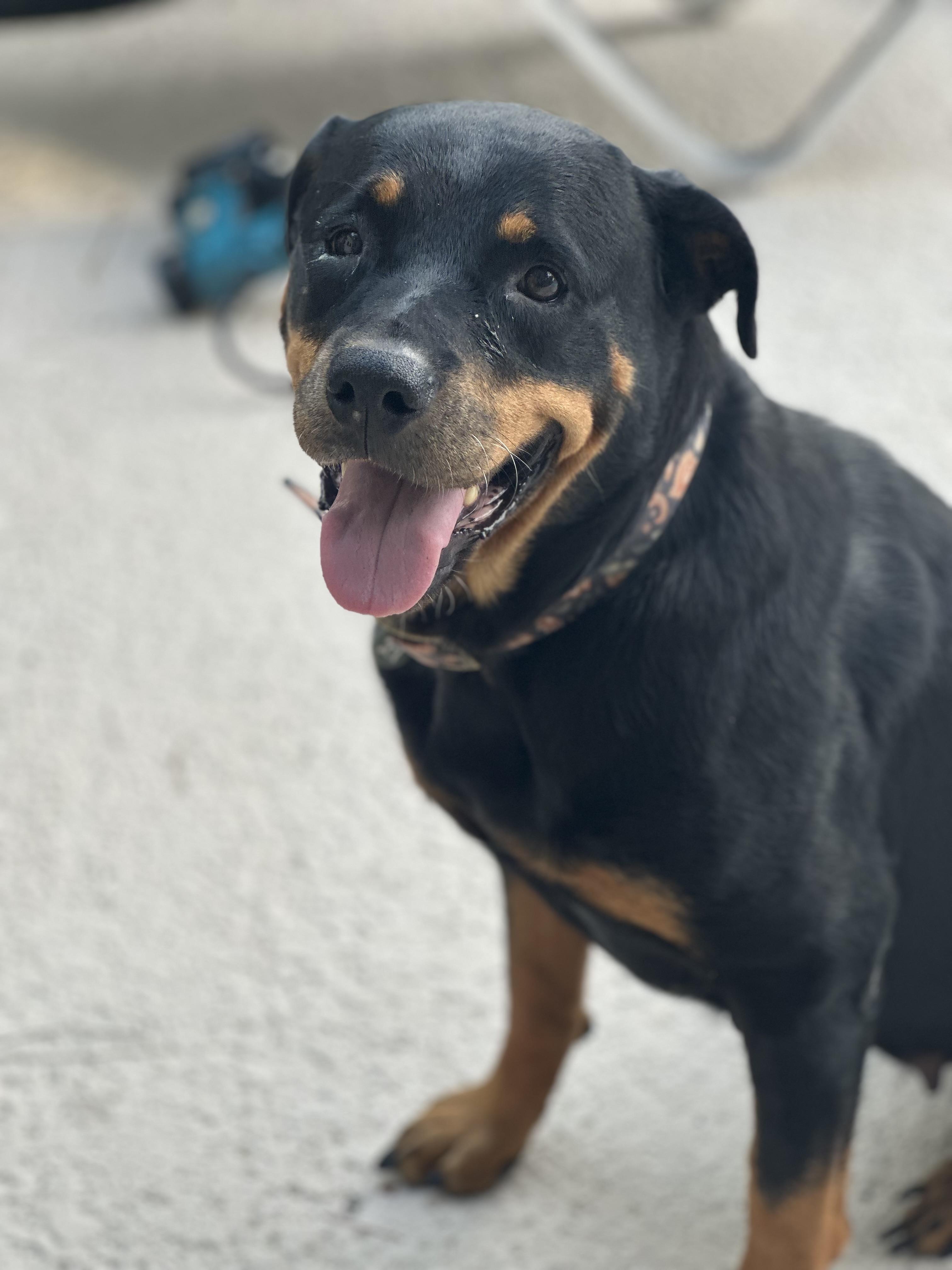 Enlarge Josie, a Adoptable Rottweiler in Jesup, GA image 1/4
