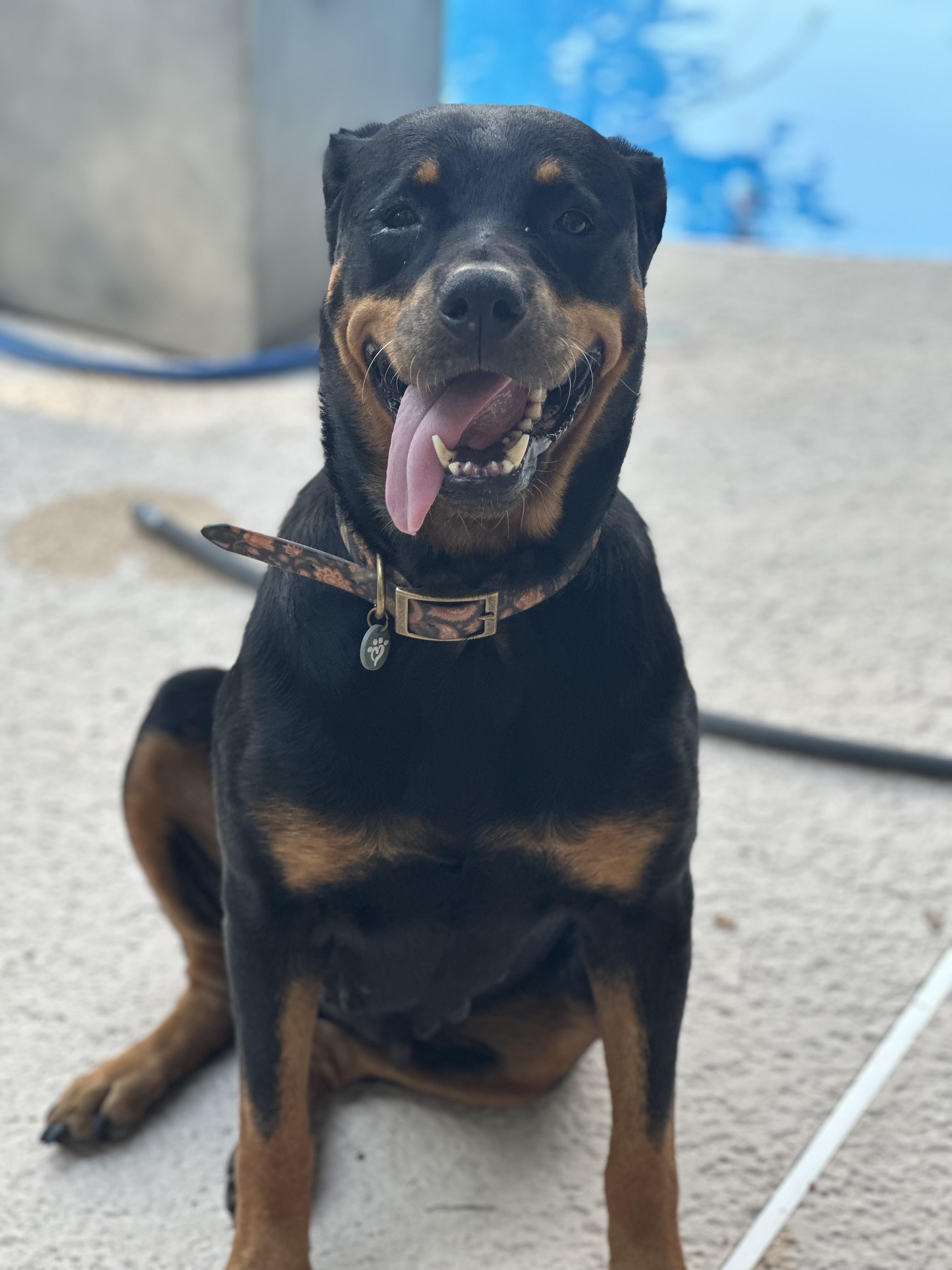 Enlarge Josie, a Adoptable Rottweiler in Jesup, GA image 2/4