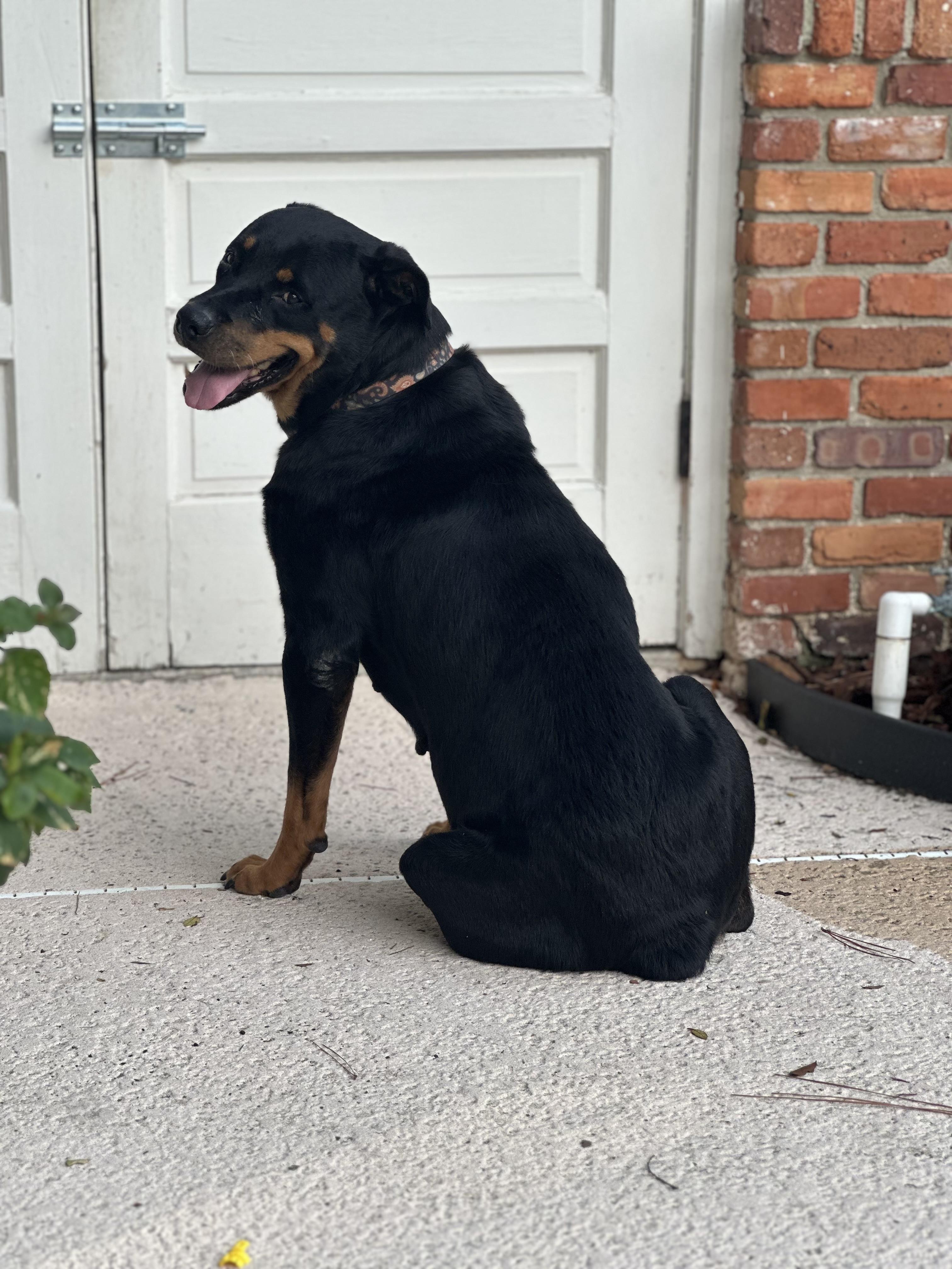 Josie photo 4