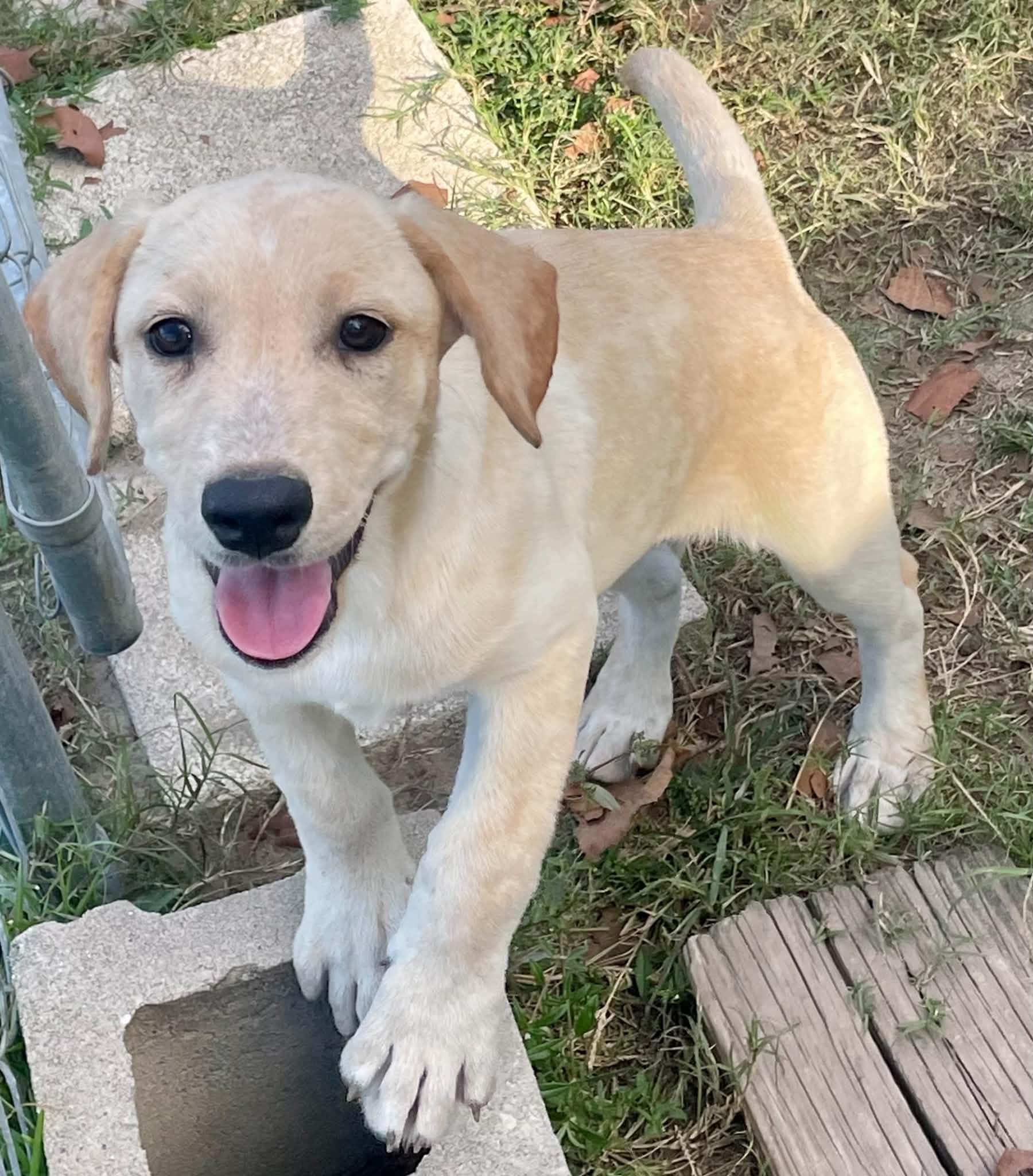 Marney, Adoptable, Puppy Female Australian Cattle Dog / Blue Heeler & Husky.