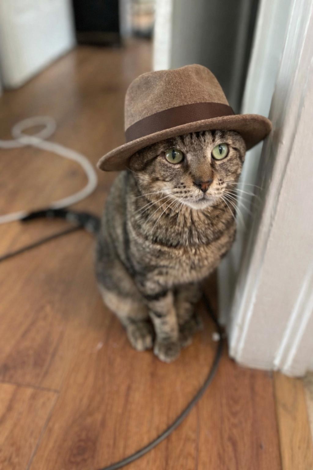 Enlarge Gimli =^.^=, a Adoptable Domestic Short Hair in Jacksonville, FL image 1/4