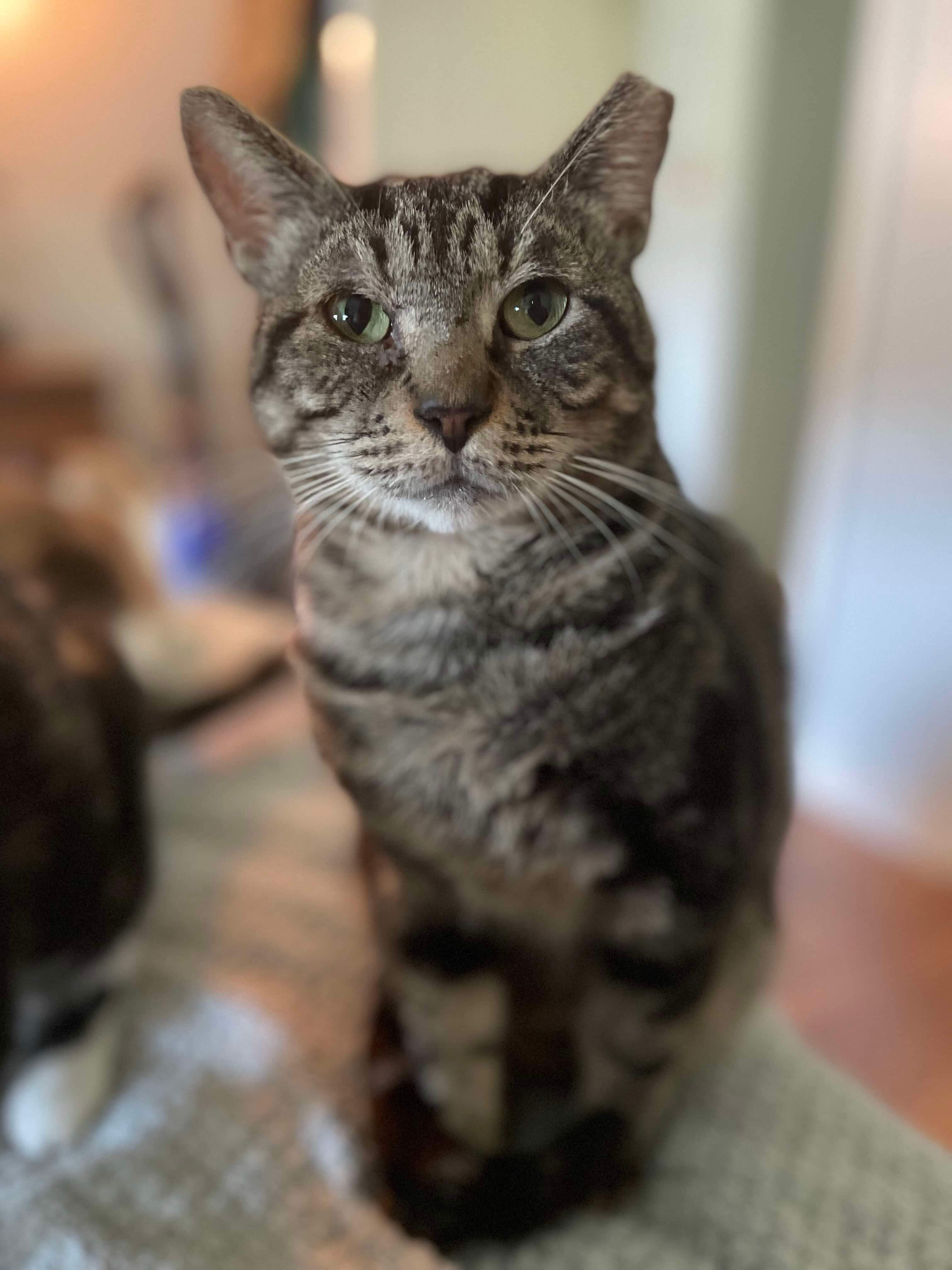 Enlarge Gimli =^.^=, a Adoptable Domestic Short Hair in Jacksonville, FL image 2/4