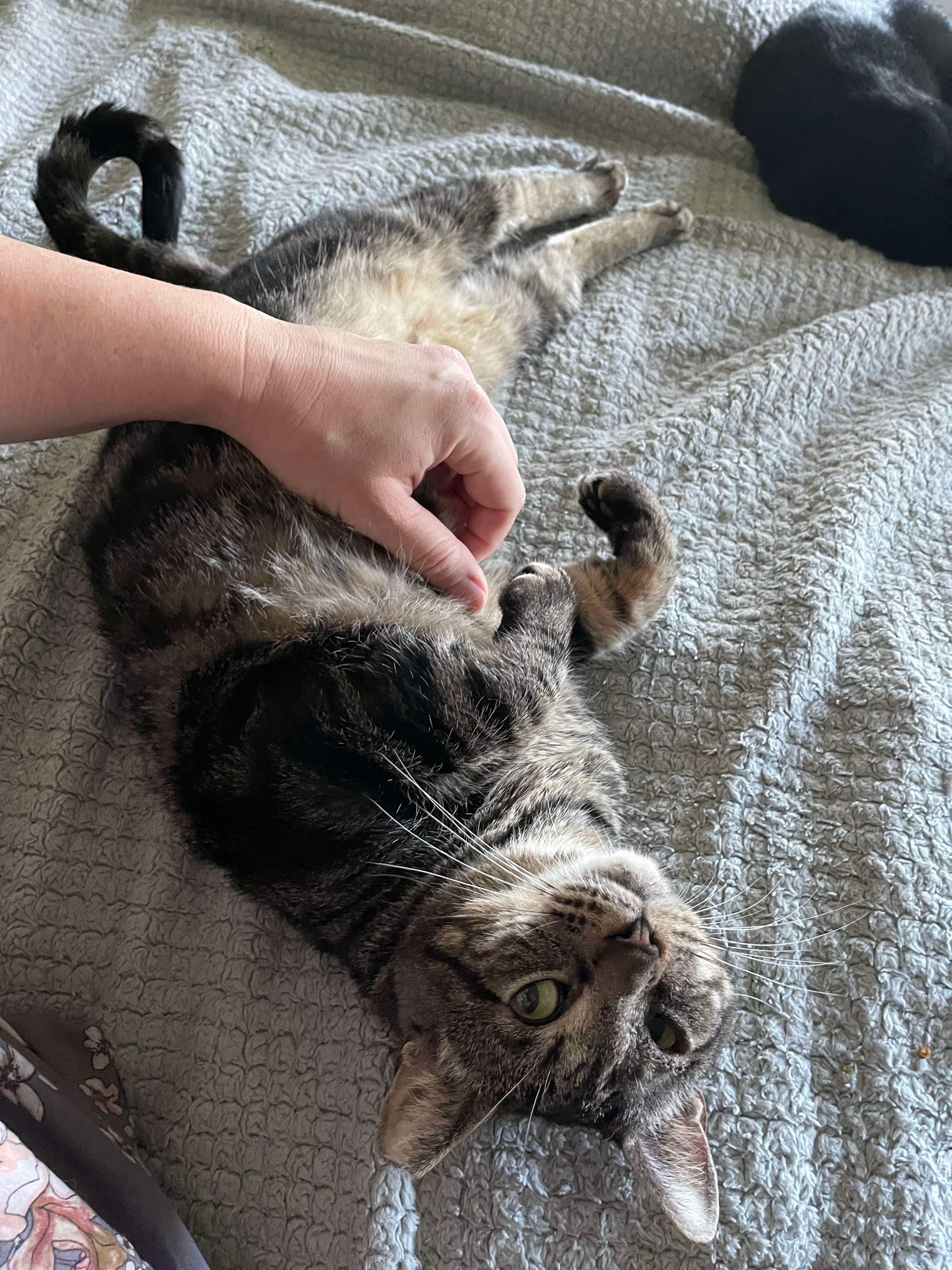 Enlarge Gimli =^.^=, a Adoptable Domestic Short Hair in Jacksonville, FL image 4/4