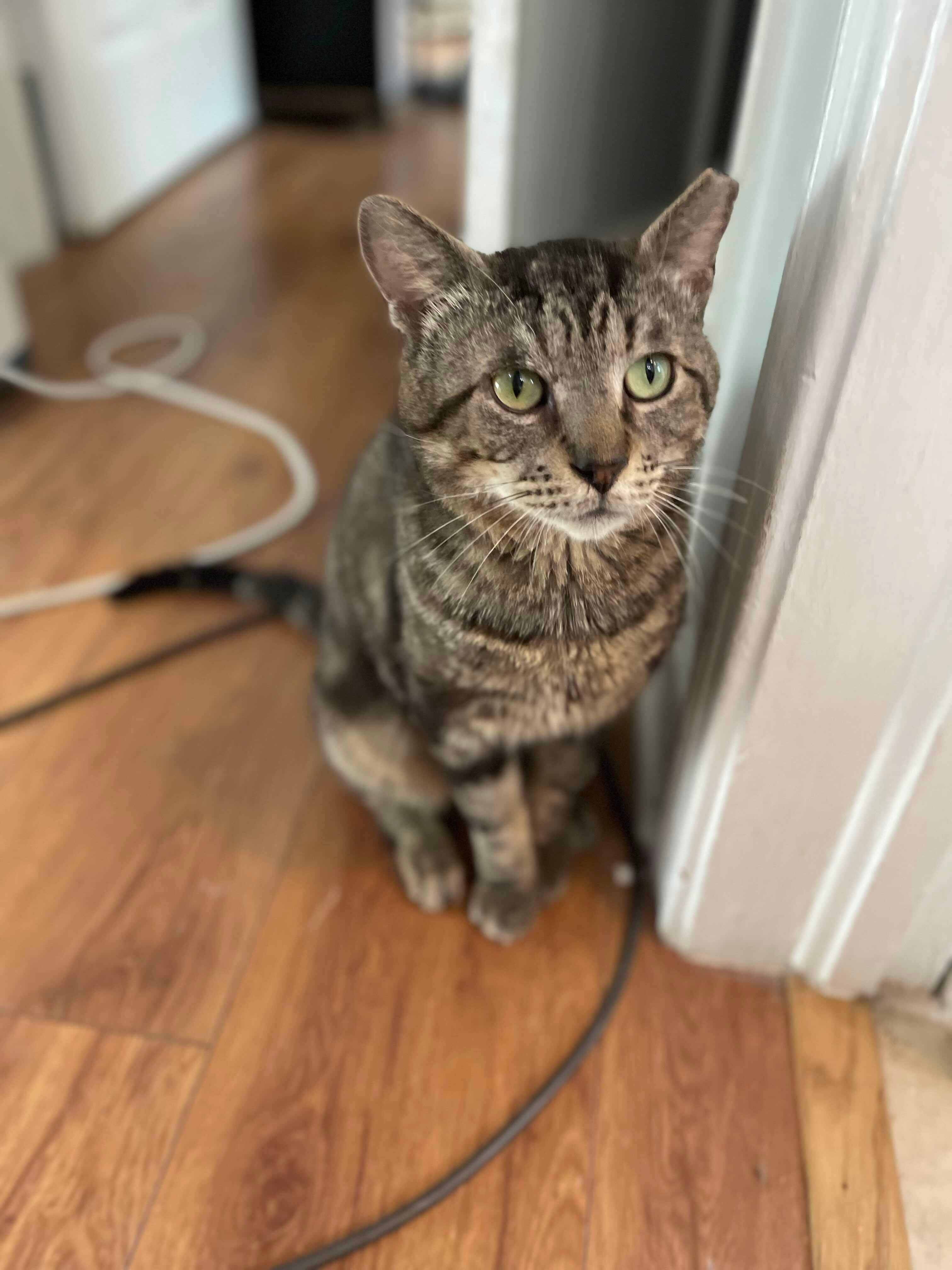 Enlarge Gimli =^.^=, a Adoptable Domestic Short Hair in Jacksonville, FL image 3/4