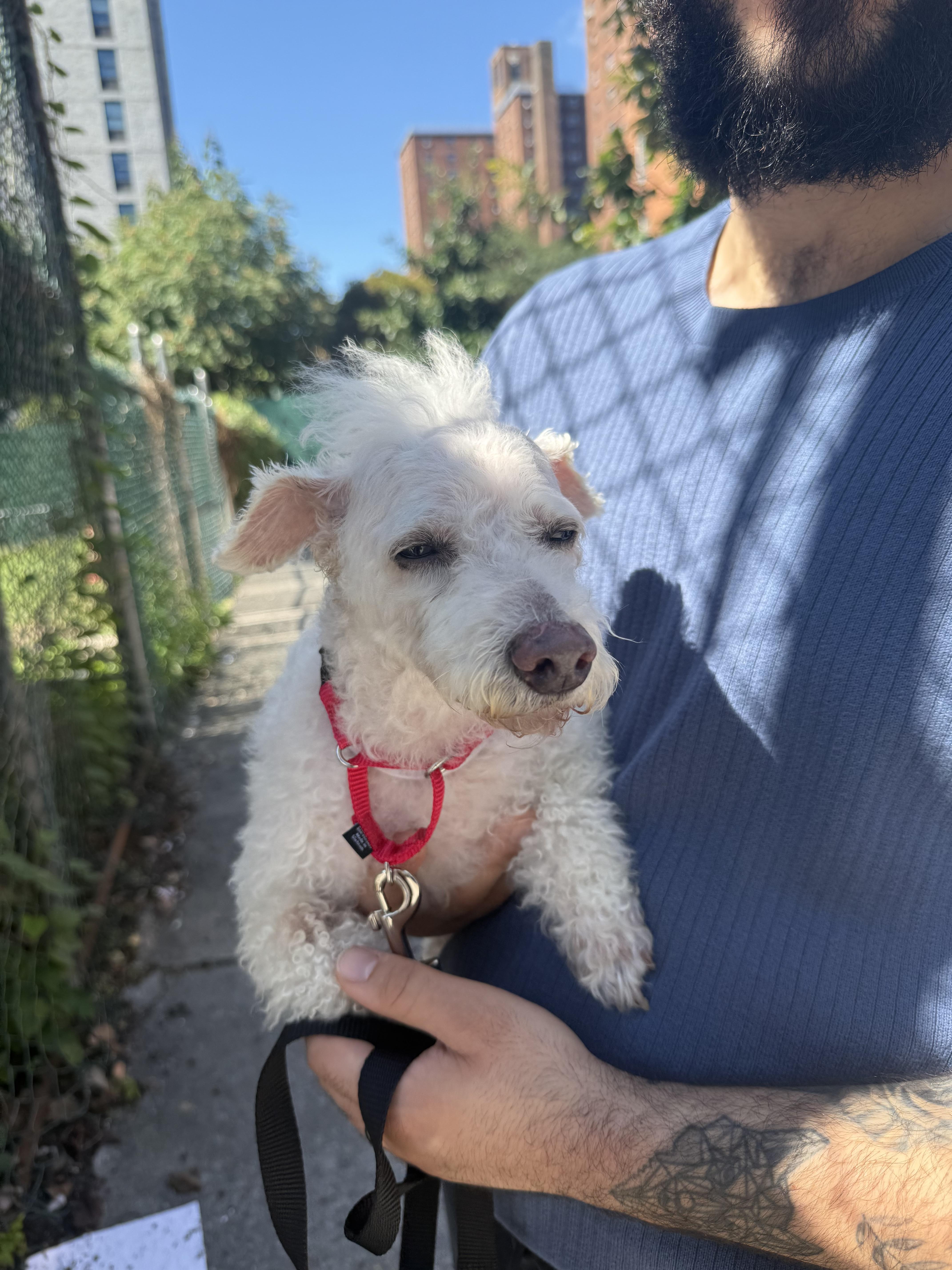 Enlarge Milou, a Adoptable Maltipoo in Harrison, NY image 6/6