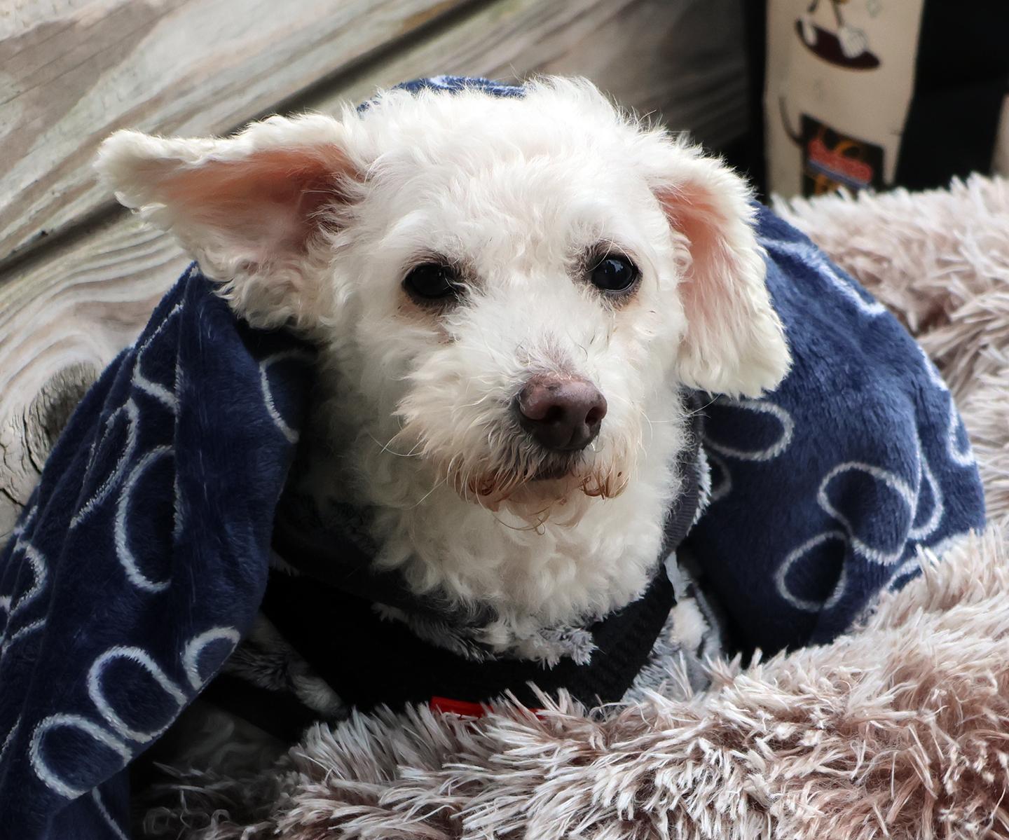Milou, Adoptable, Senior Male Maltipoo.