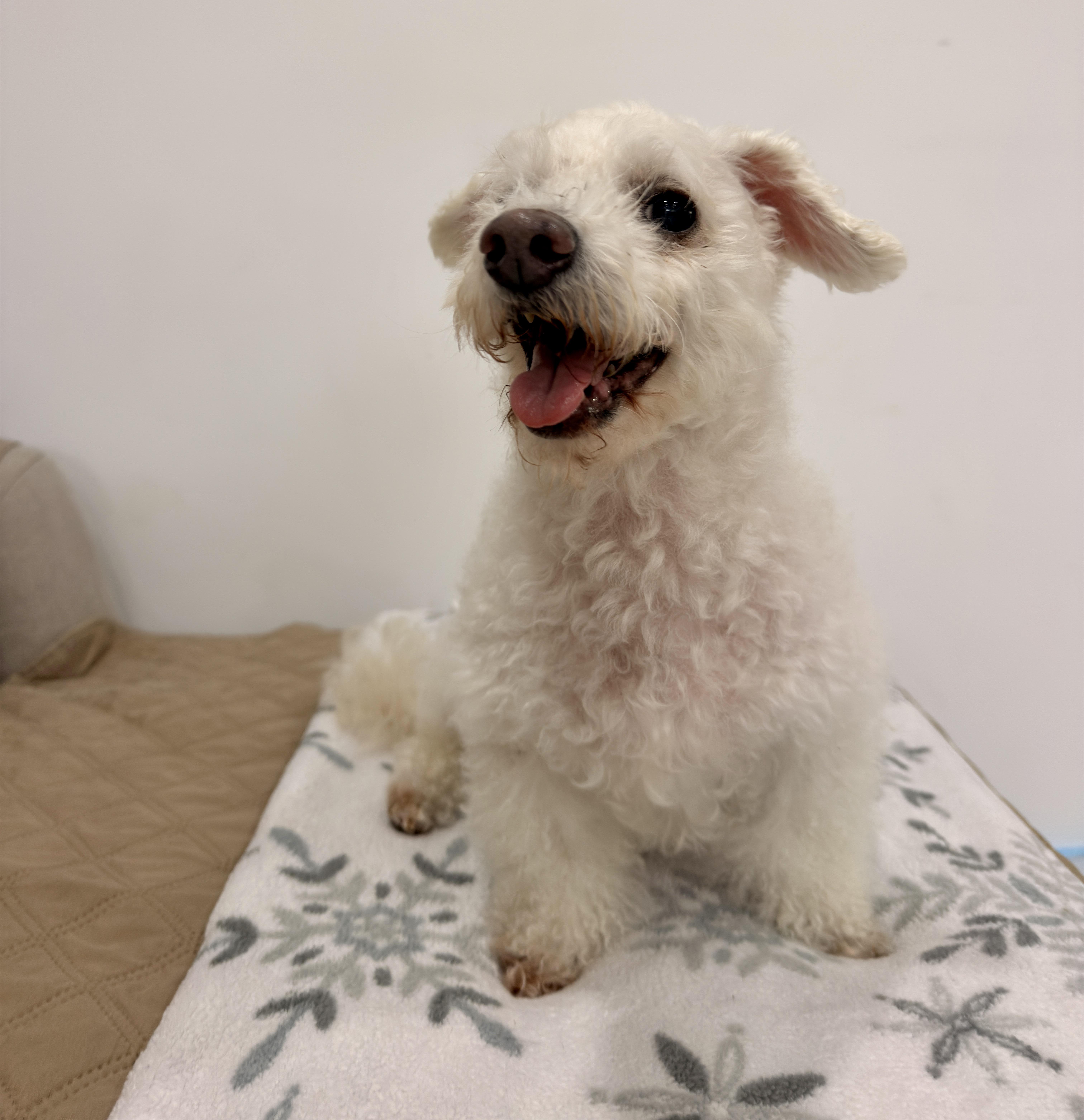 Enlarge Milou, a Adoptable Maltipoo in Harrison, NY image 4/6