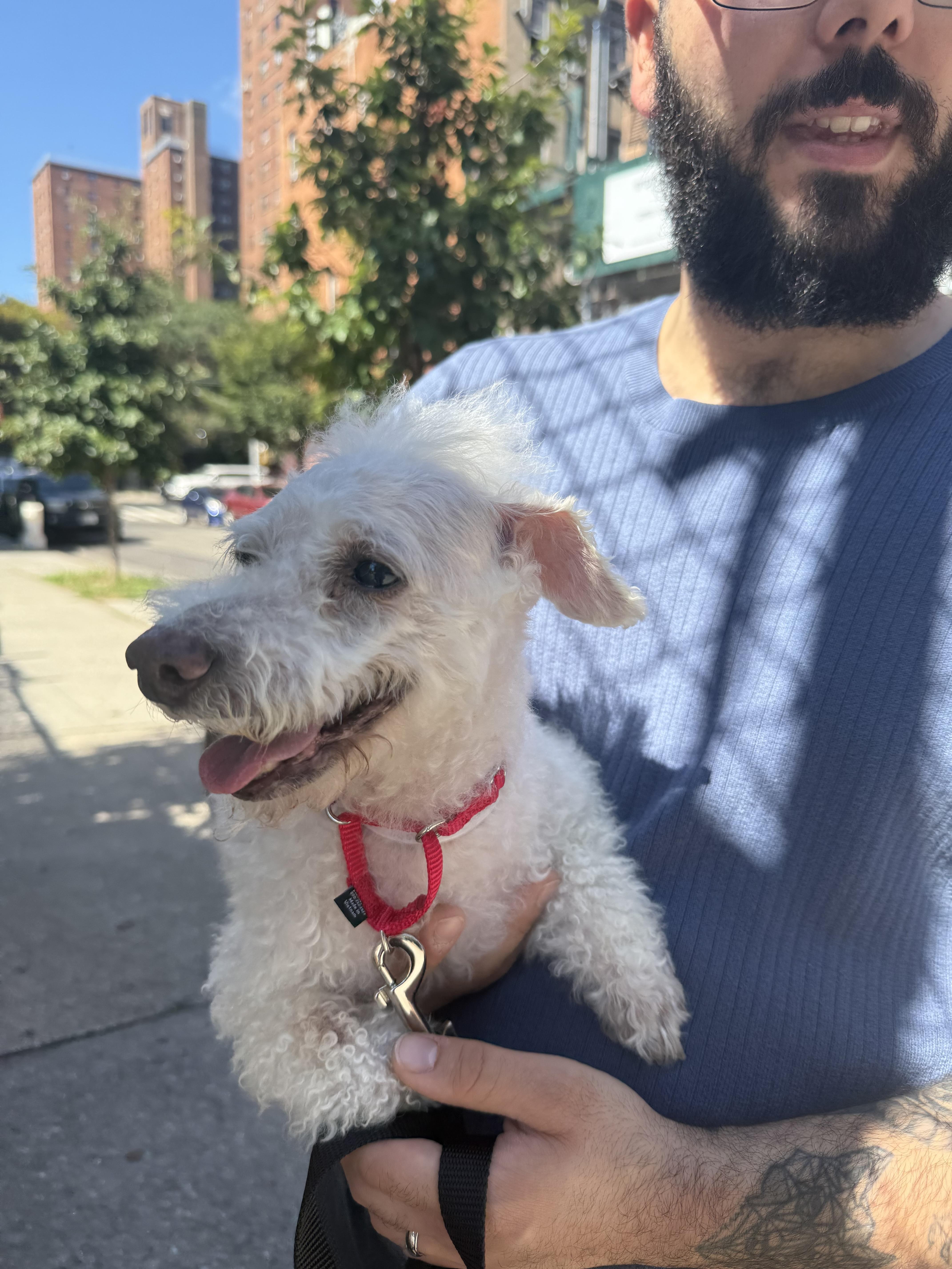 Enlarge Milou, a Adoptable Maltipoo in Harrison, NY image 3/6