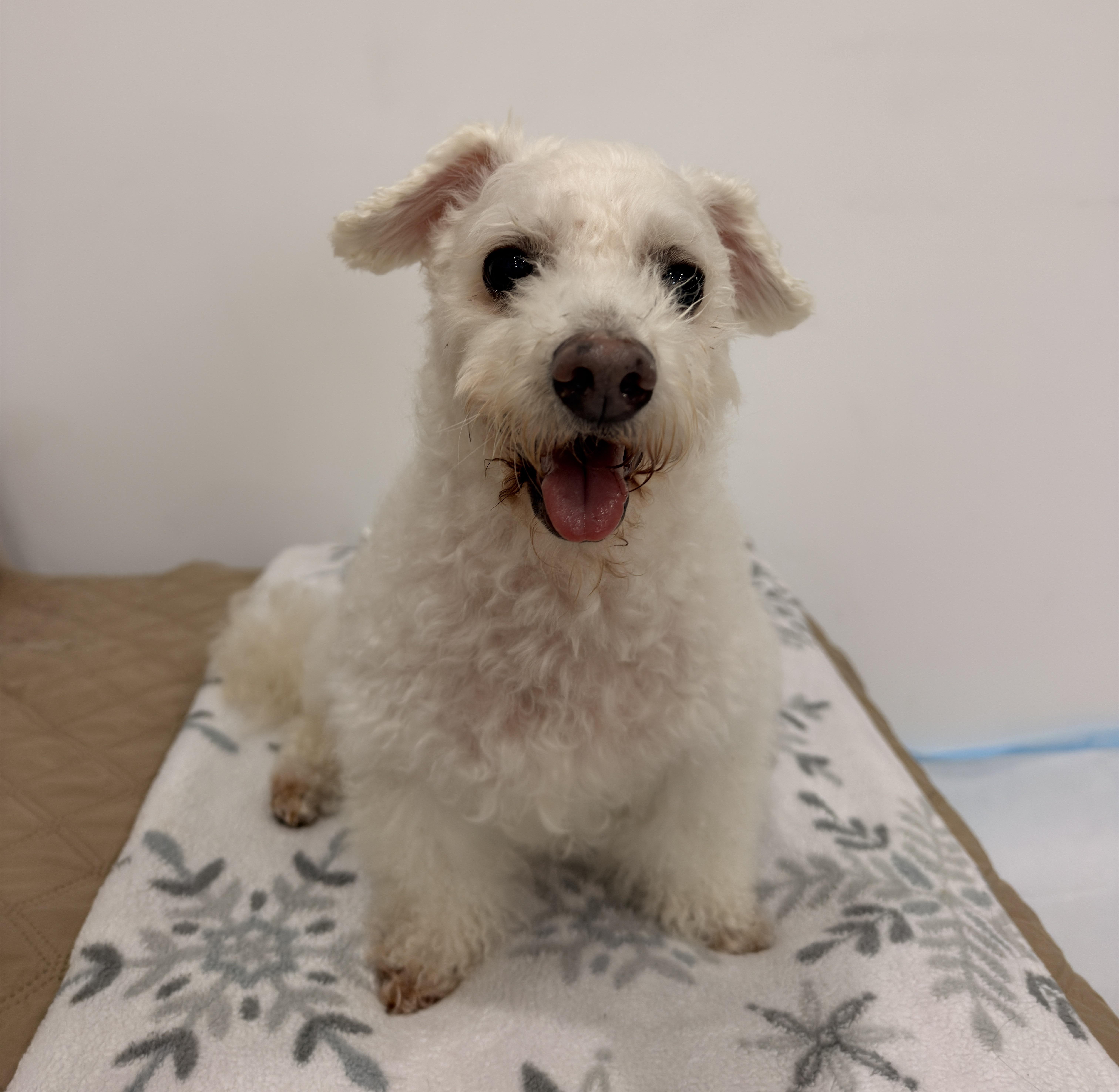 Enlarge Milou, a Adoptable Maltipoo in Harrison, NY image 2/6