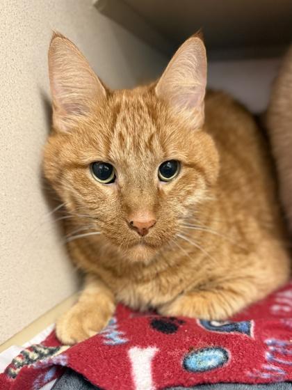 Jackson, Adoptable, Senior Male Domestic Short Hair & Domestic Short Hair.