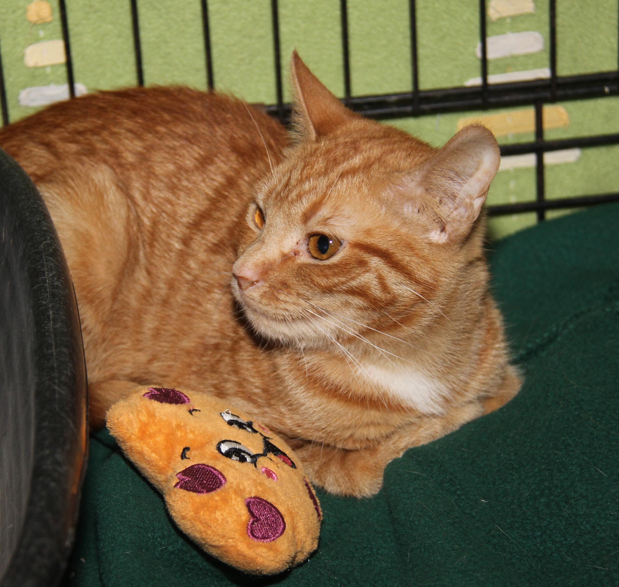 Spicy Mustard (Spayed) (Photos 2/14/2026) (Currently @ WeLovPets), an adopted mixed breed in Marietta, OH image 3/6