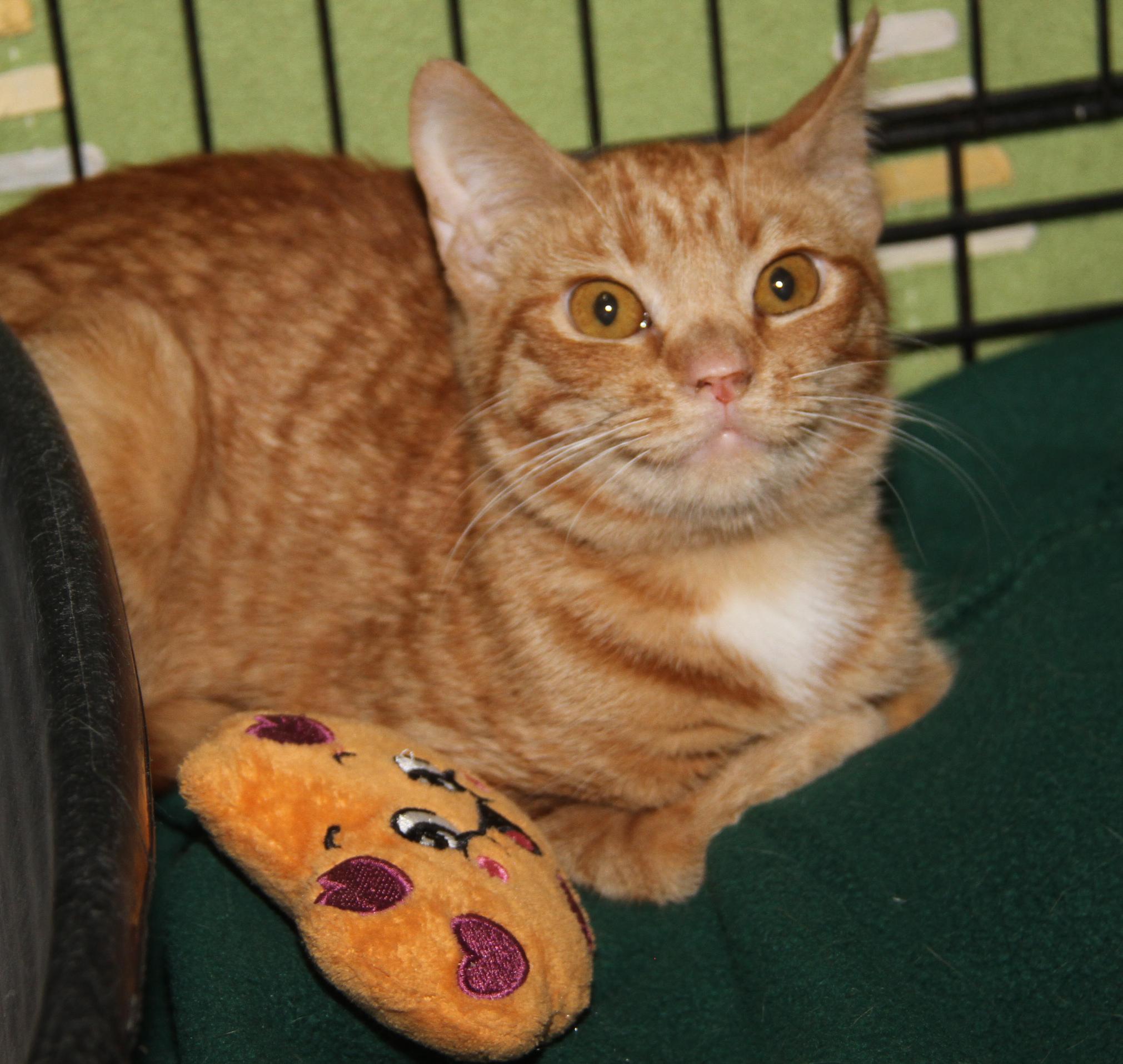 Spicy Mustard (Spayed) (Photos 2/14/2026) (Currently @ WeLovPets), an adopted mixed breed in Marietta, OH image 5/6