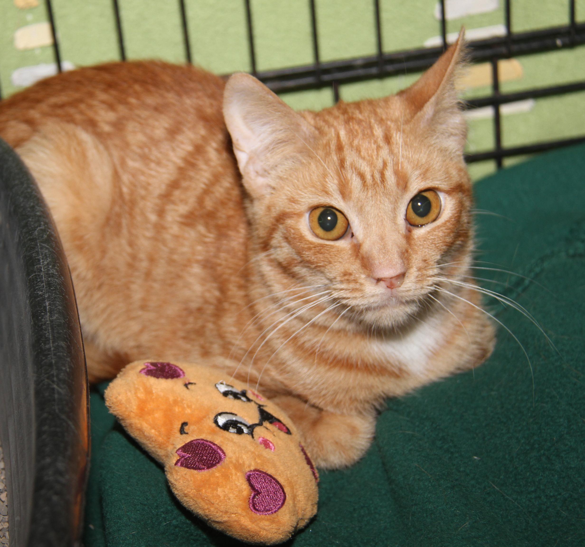 Spicy Mustard (Spayed) (Photos 2/14/2026) (Currently @ WeLovPets), an adopted mixed breed in Marietta, OH image 6/6