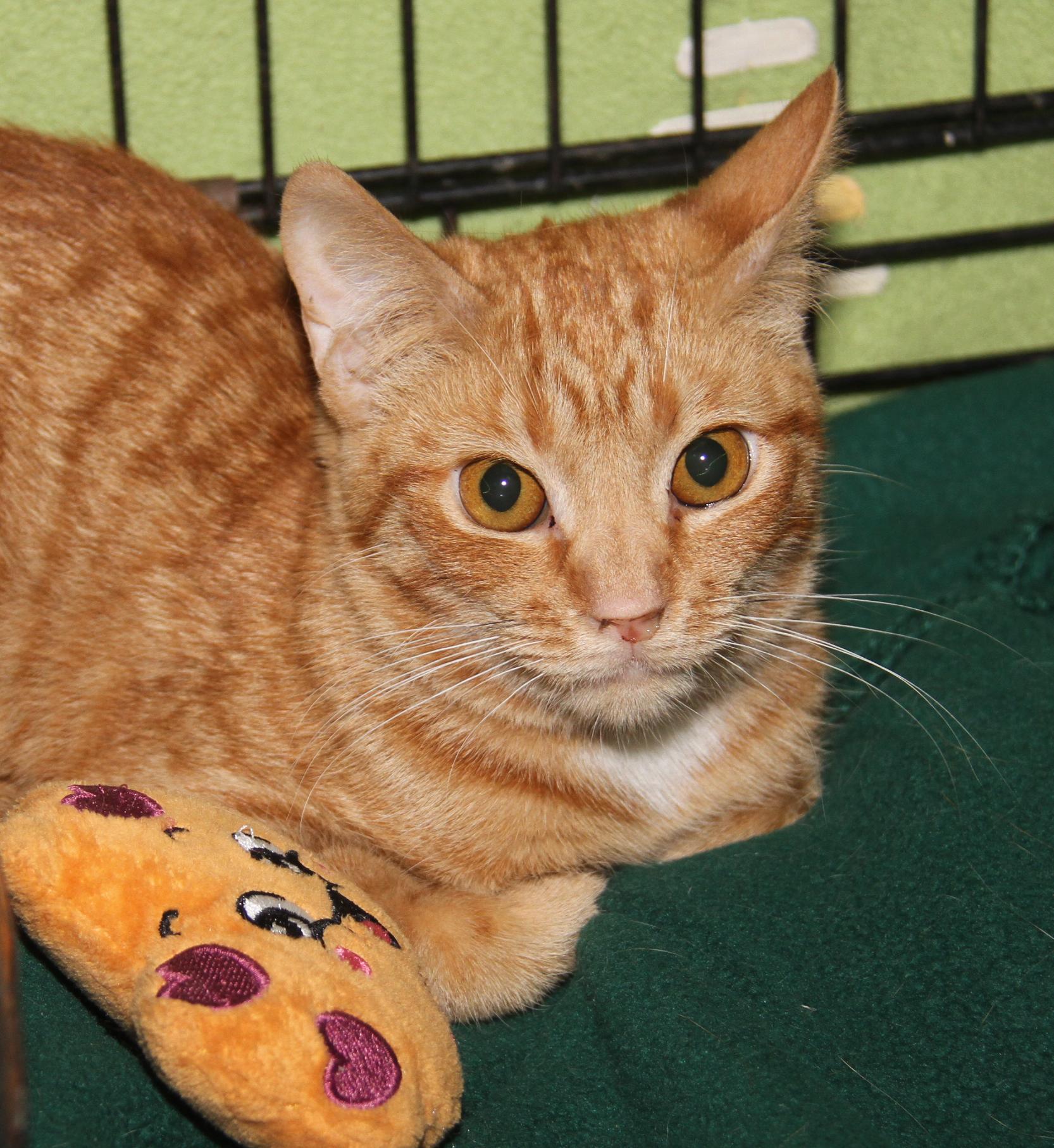 Spicy Mustard (Spayed) (Photos 2/14/2026) (Currently @ WeLovPets), an adopted mixed breed in Marietta, OH image 4/6