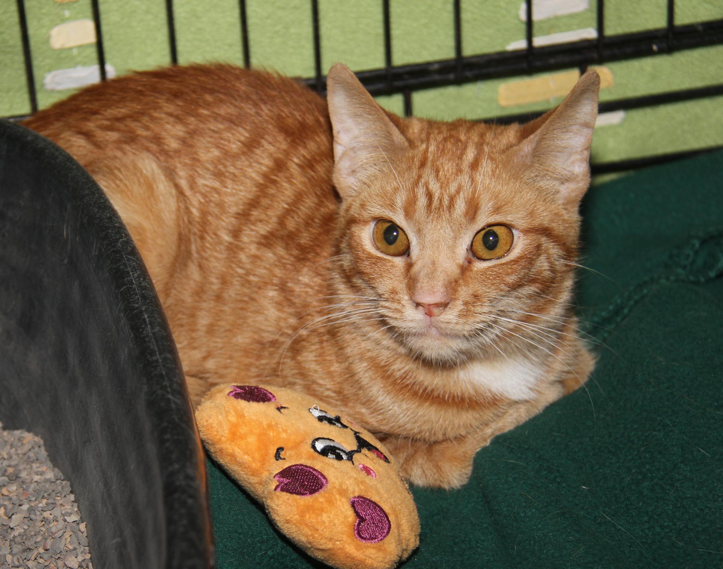 Spicy Mustard (Spayed) (Photos 2/14/2026) (Currently @ WeLovPets), an adopted mixed breed in Marietta, OH image 2/6