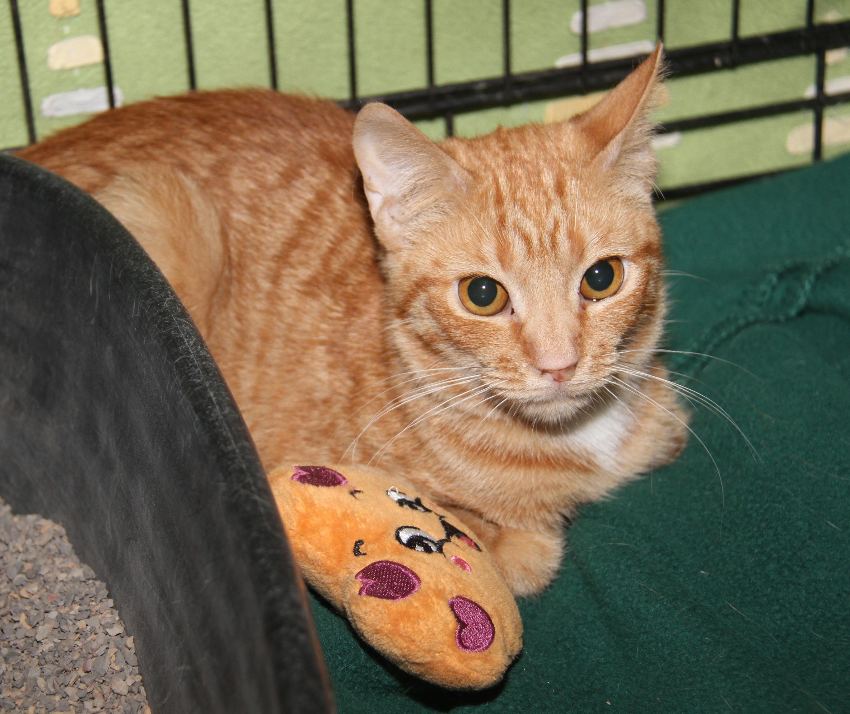 Spicy Mustard (Spayed) (Photos 2/14/2026) (Currently @ WeLovPets), adopted, Adult Female Tabby & Domestic Short Hair.
