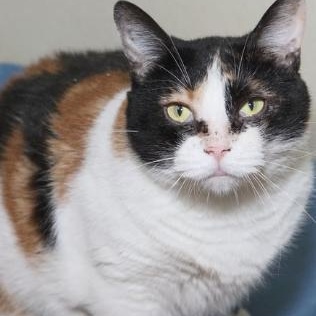 Molly, adopted, Adult Female Domestic Short Hair.