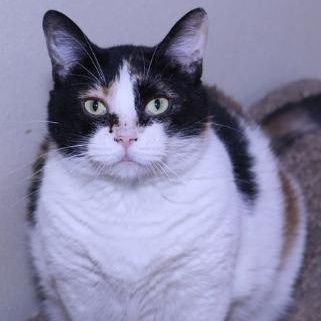 Enlarge Molly, a Adoptable Domestic Short Hair in Minneapolis, MN image 3/6