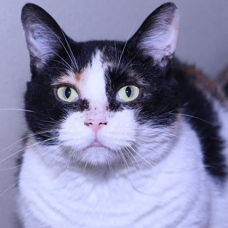 Enlarge Molly, a Adoptable Domestic Short Hair in Minneapolis, MN image 2/6