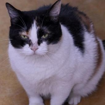 Enlarge Molly, a Adoptable Domestic Short Hair in Minneapolis, MN image 4/6